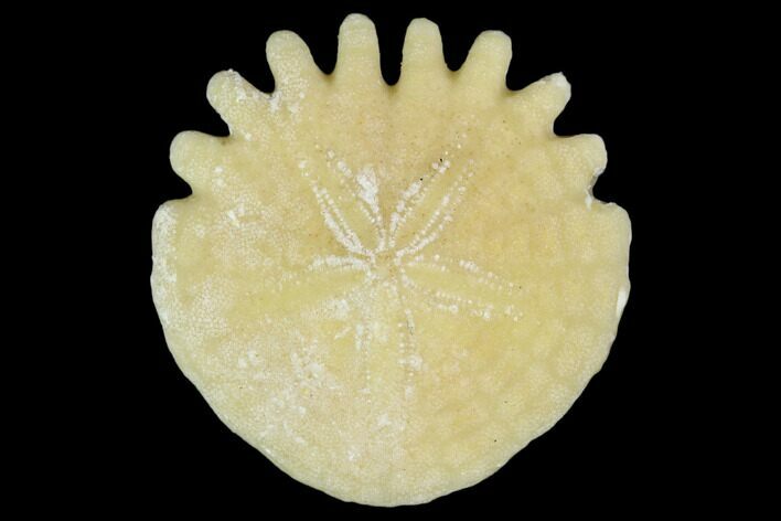 Fossil Sand Dollar (Heliophora) - Boujdour Province, Morocco #106745